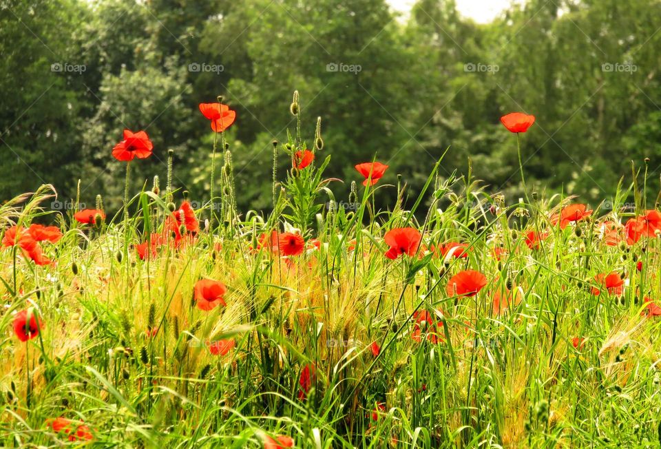 poppies