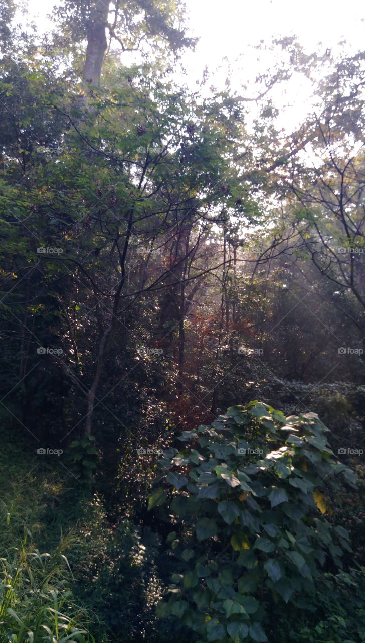 forests in the morning