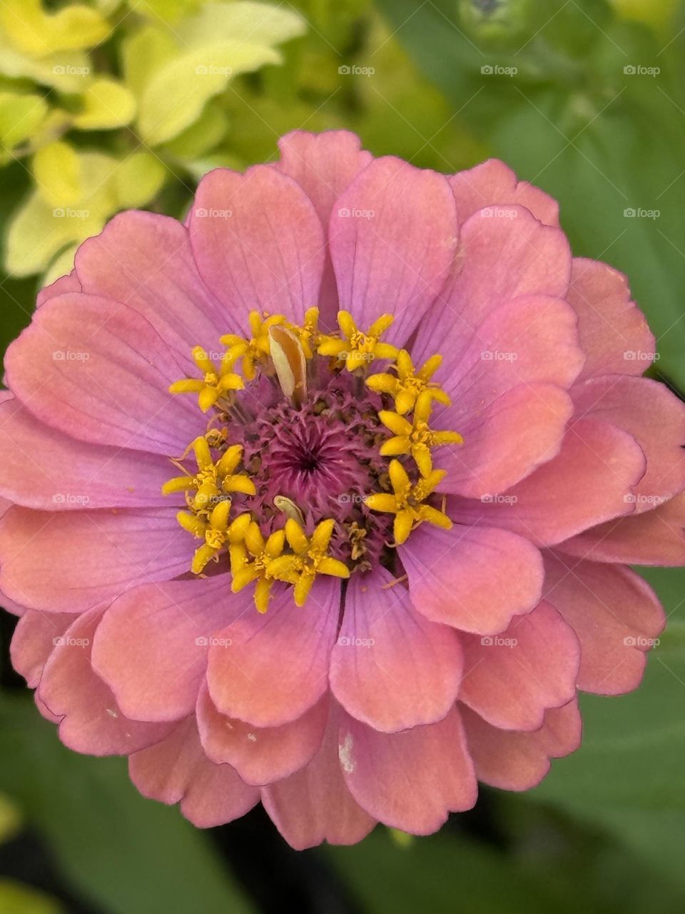 Zinnia