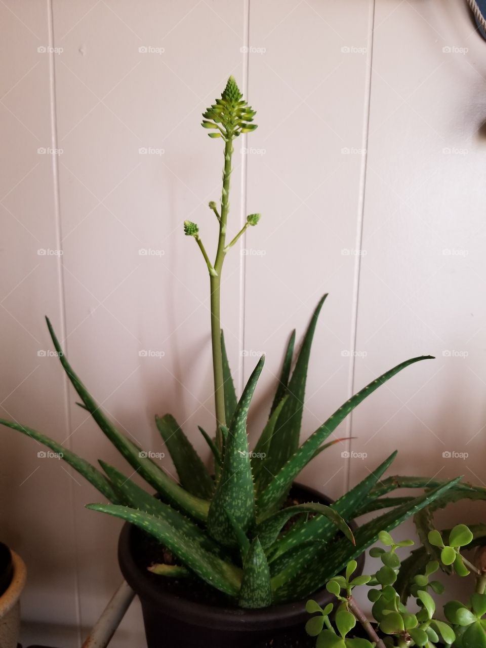 aloe rookiappie in bloom almost