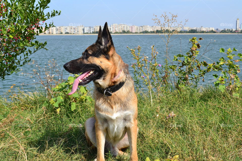 German Shepherd