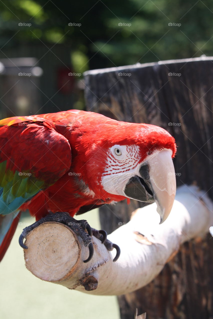 Red macaw