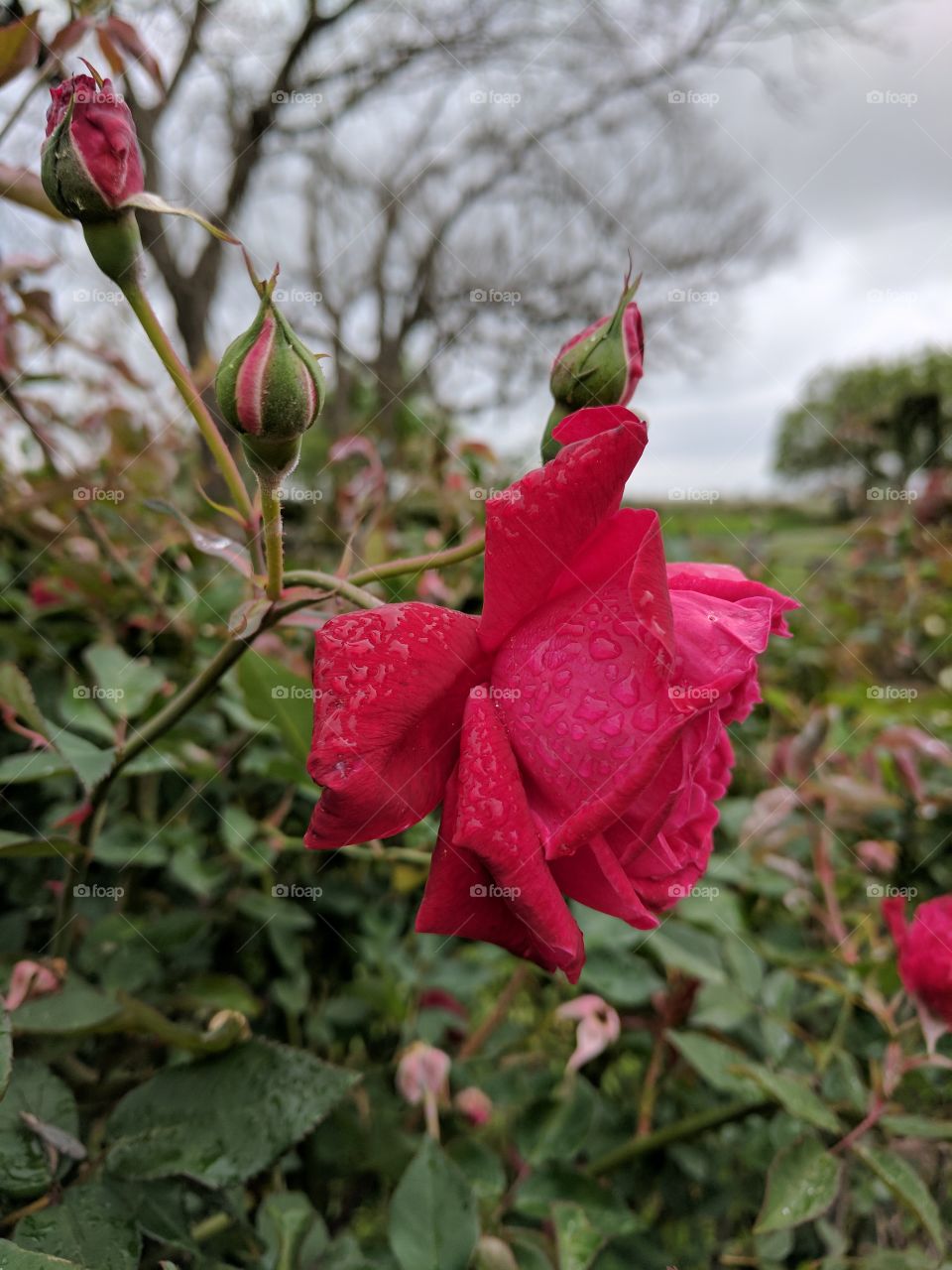 soggy rose