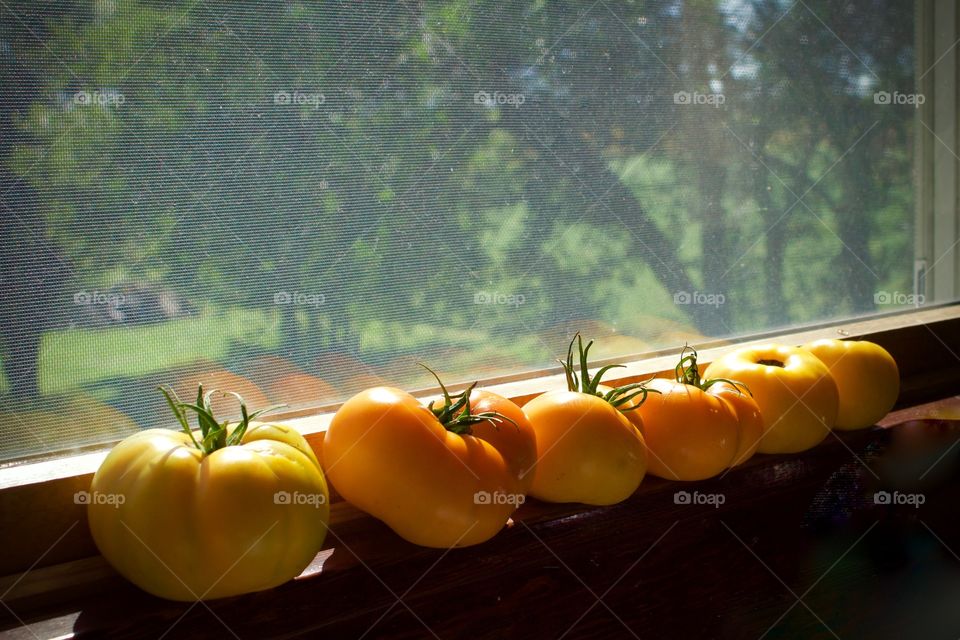 Freshly picked yellow and orange tomatoes on a sunny windowsill, blurred tree background