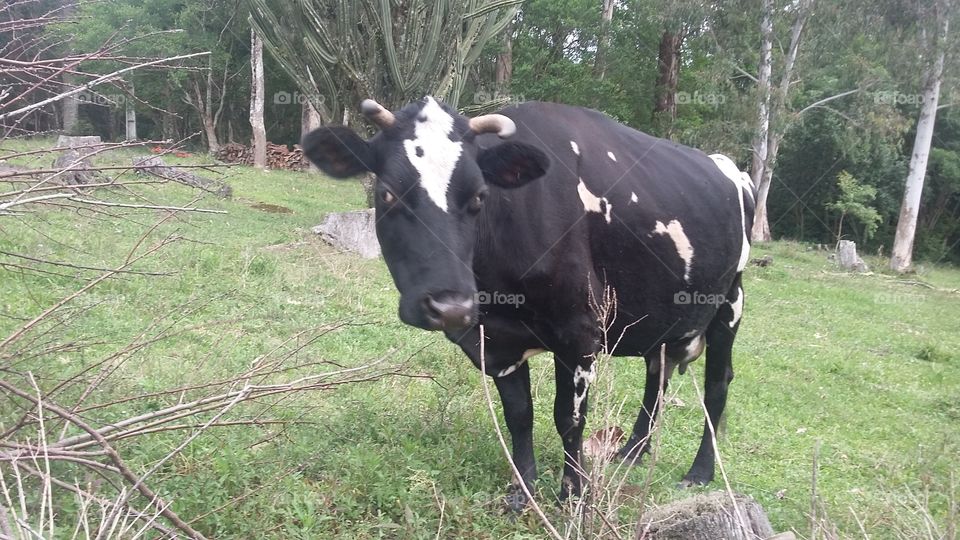 vaca