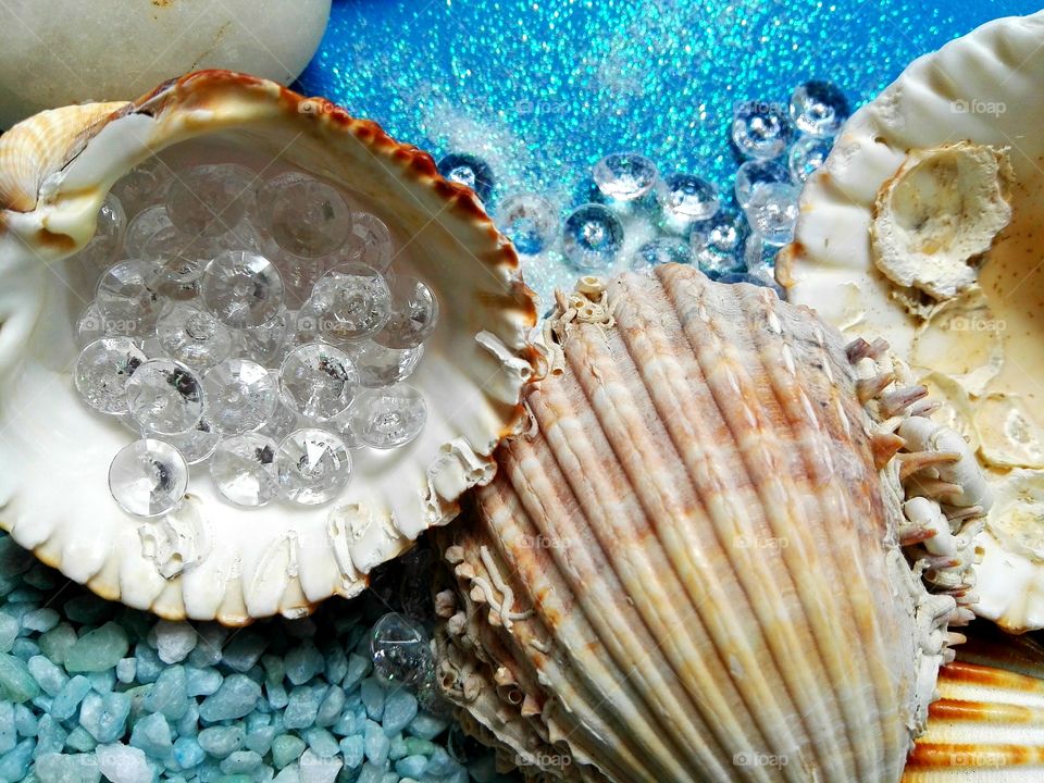 Seashells on blue background