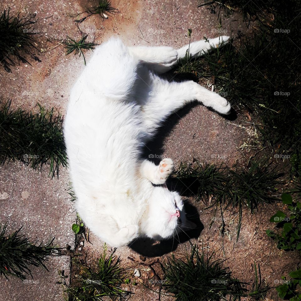 cat enjoying summer and sun