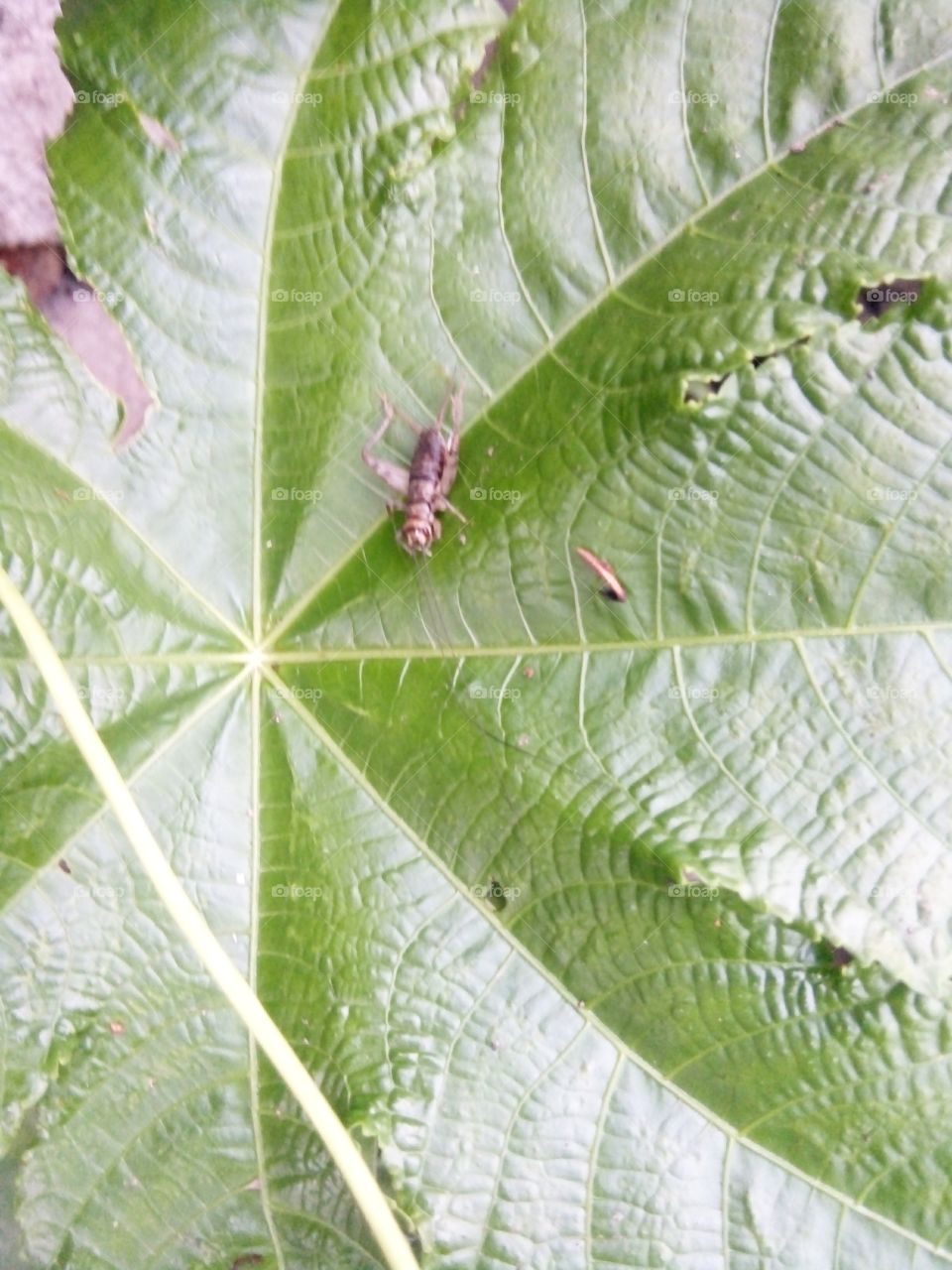 green,nice picture,new pics,cool pics,wow picture,A great photo,a photo for everyone,a memorable photo,a no.  photo,a cherished photo, a beautiful photo,a great photo for the best people