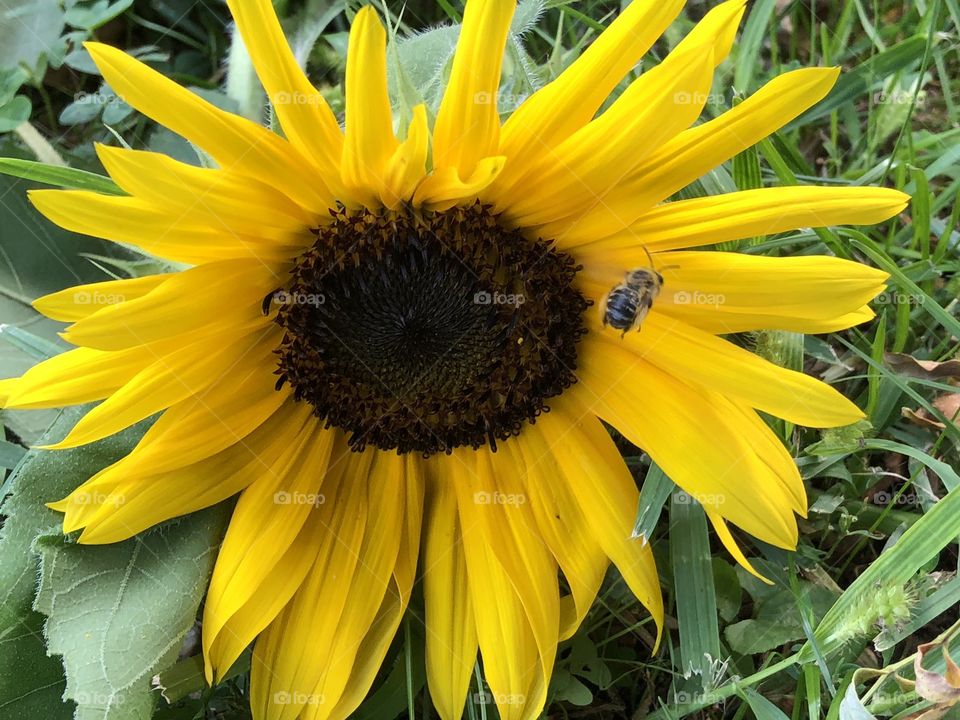 Sunflower and bee!