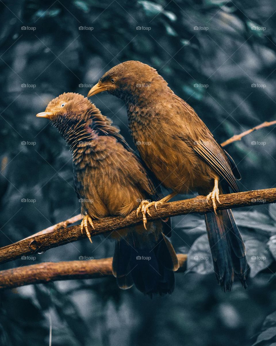 Bird photography - Perching behaviour - Feather 