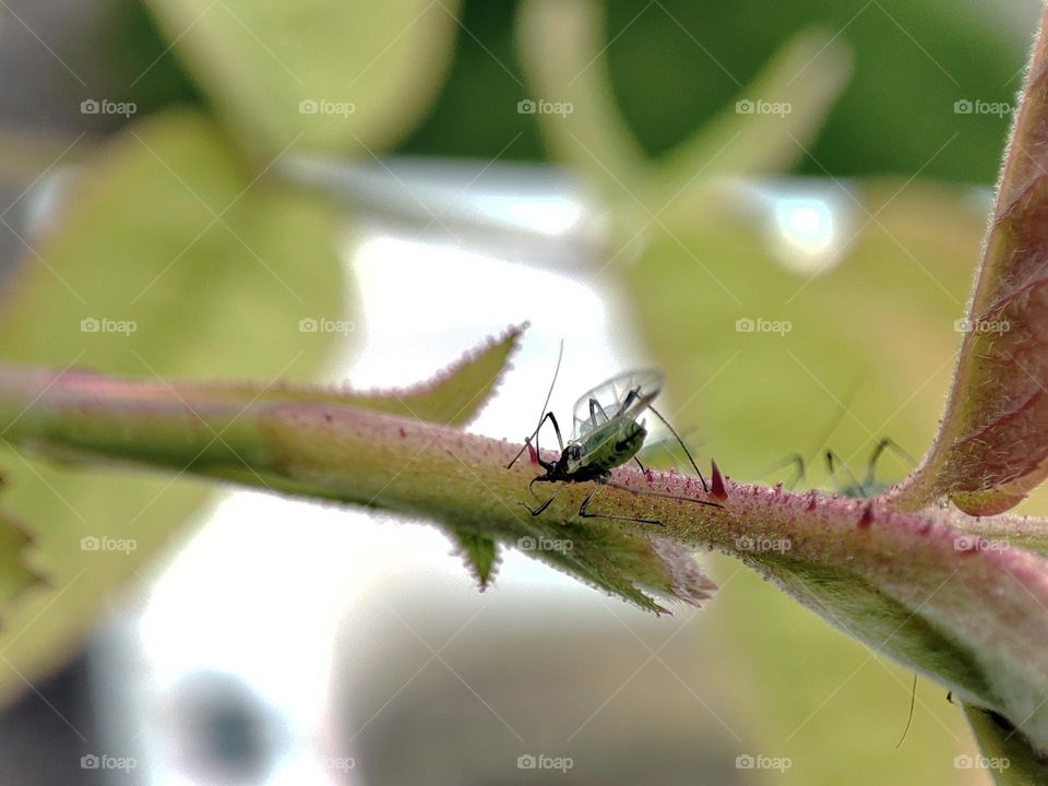 Macro photo of insects in the garden