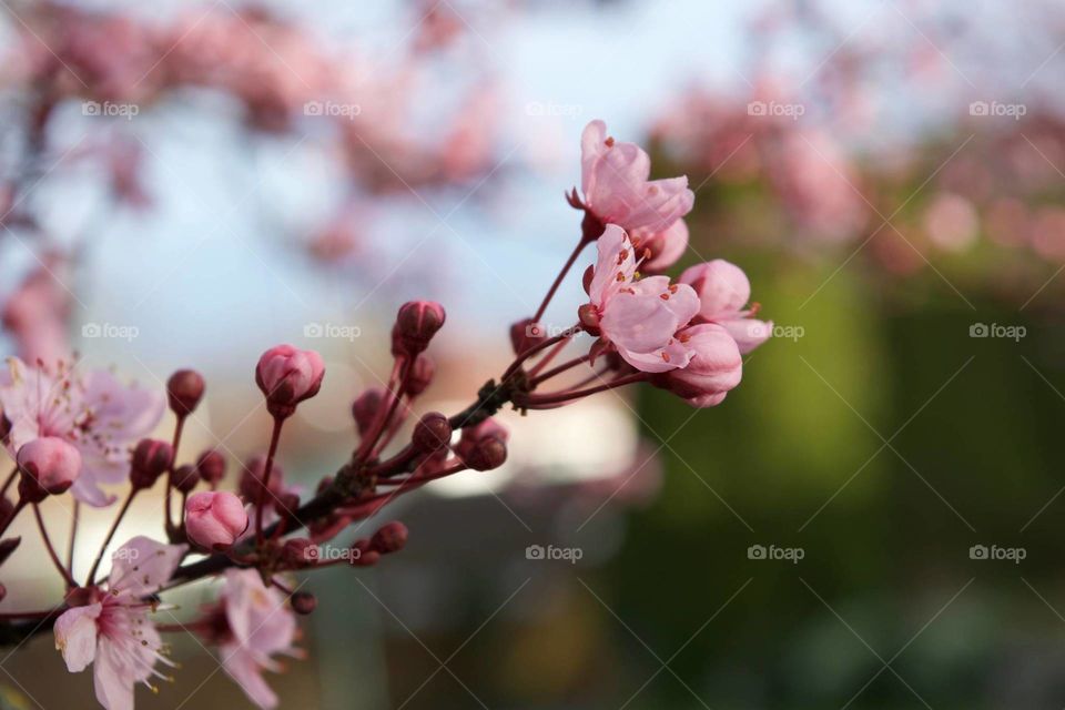 blooming brunch pink