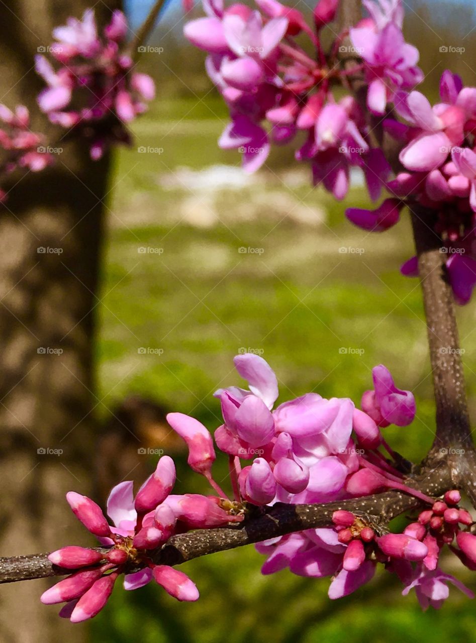 Spring flowers in pink