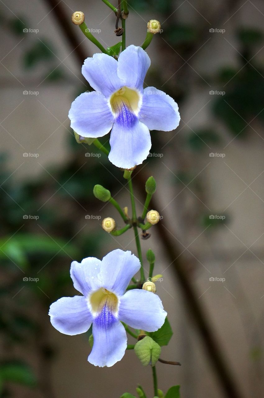 Flower after the rain