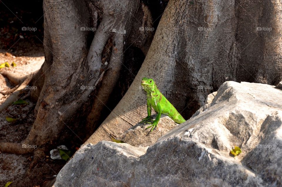 Curious lizard