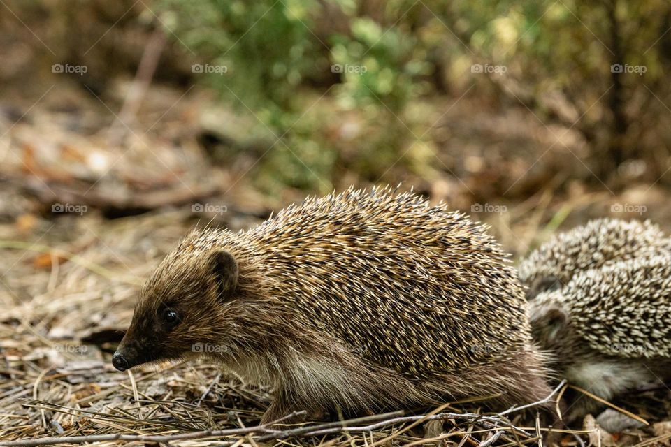 A female hedgehog with her little hedgehogs