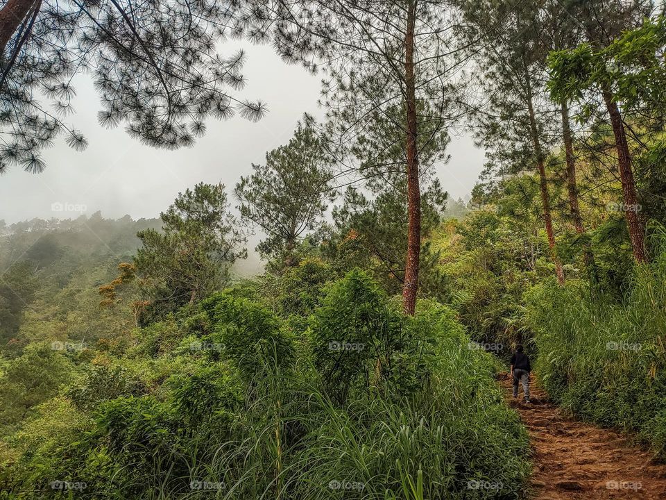 Footpath in the forest.