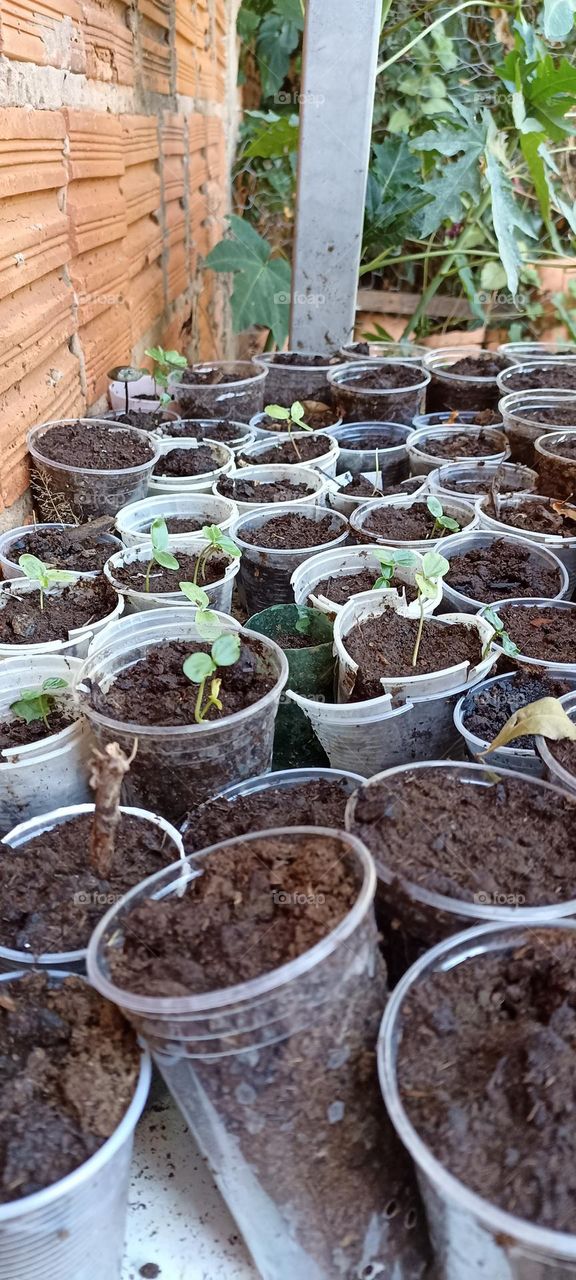 seedling germination