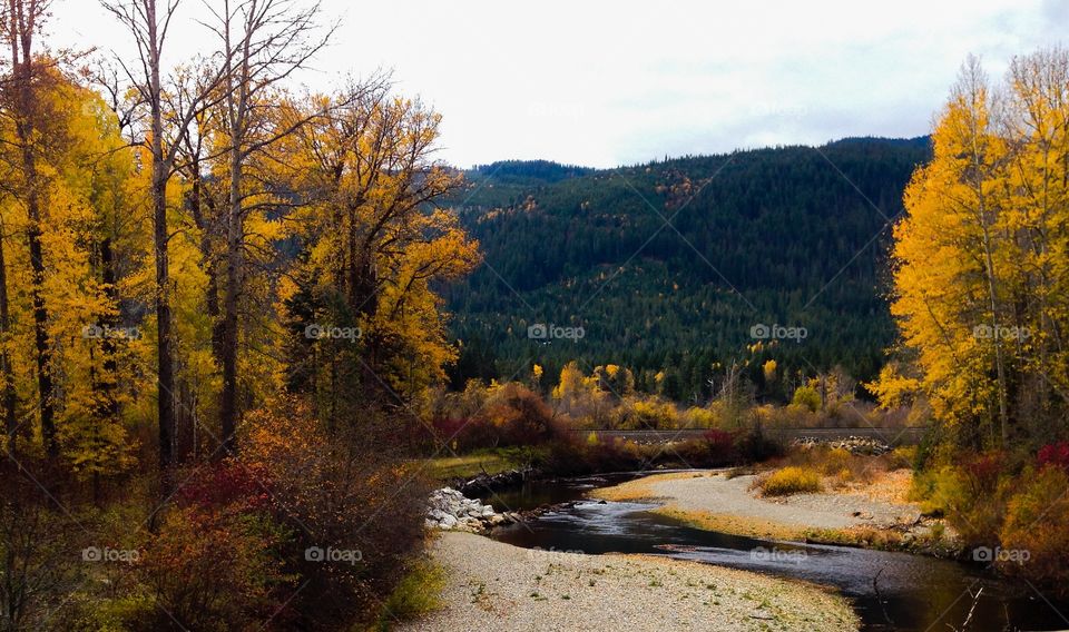 Stream passing through autumn trees