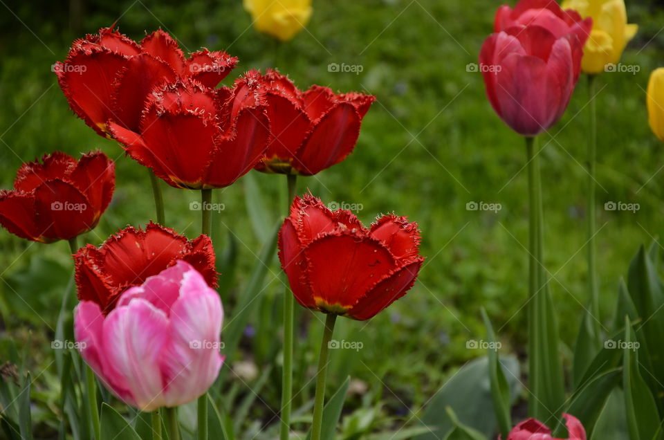 Tulips 