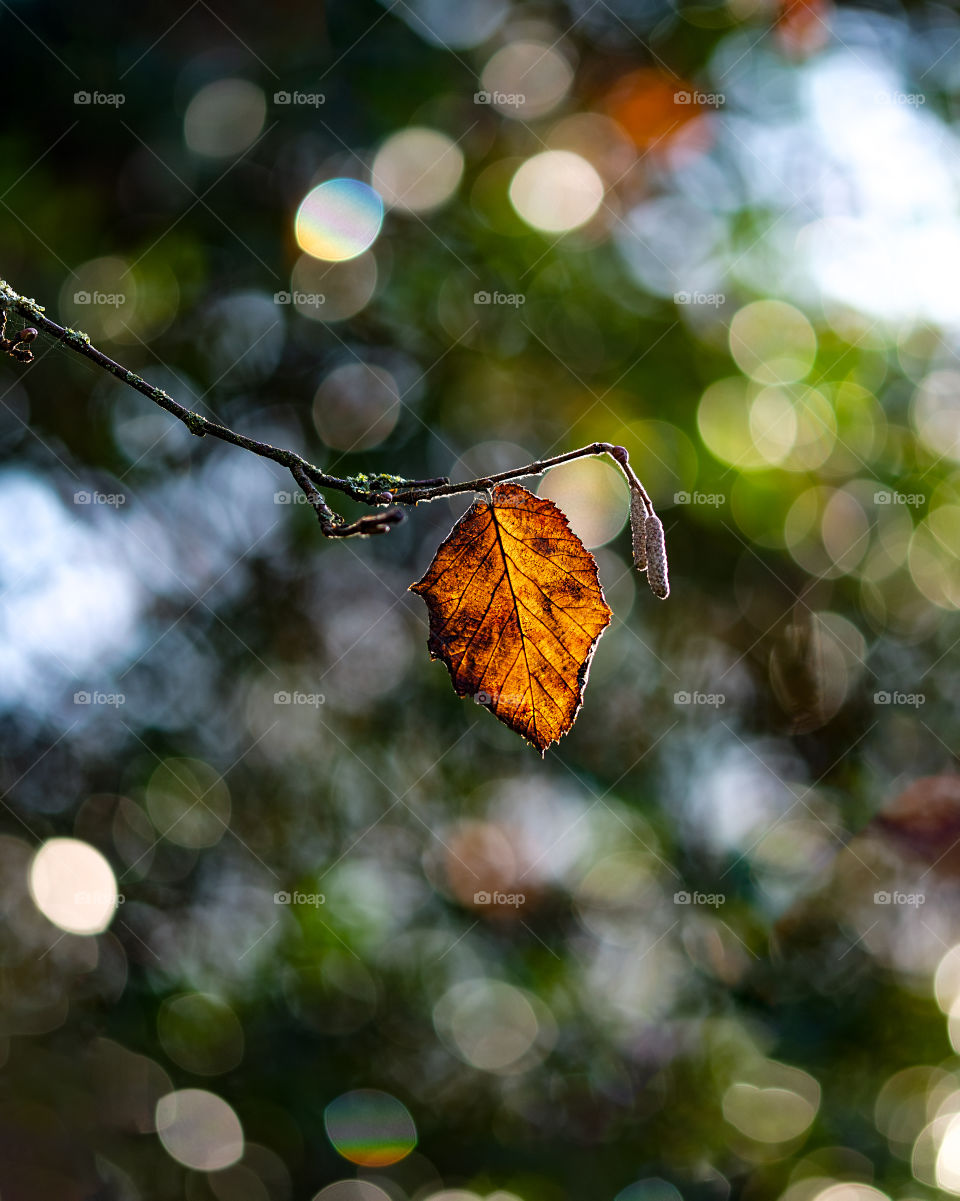 A winter leaf blowing under a cool sun next to a cooler river. Even in the depths of winter, beauty can be found.