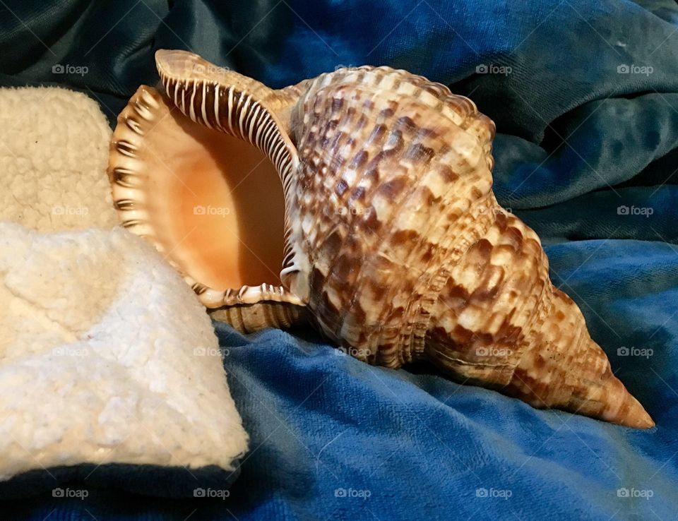 Conch2