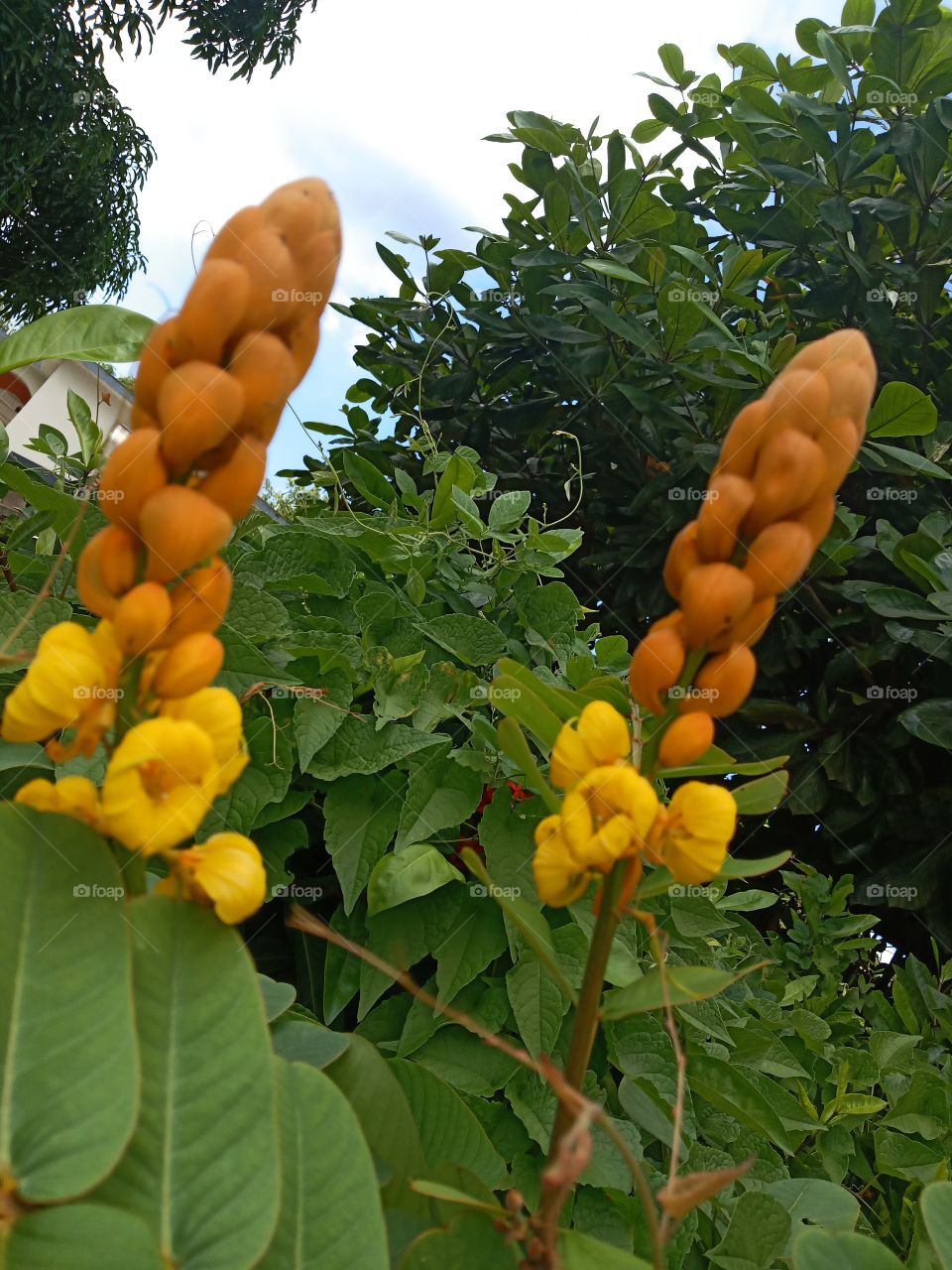 double king of the Forest