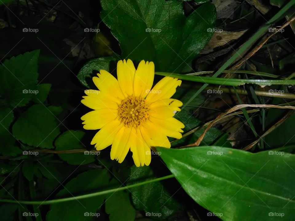 Beautiful bright yellow flower, and dark green leaves at dusk.