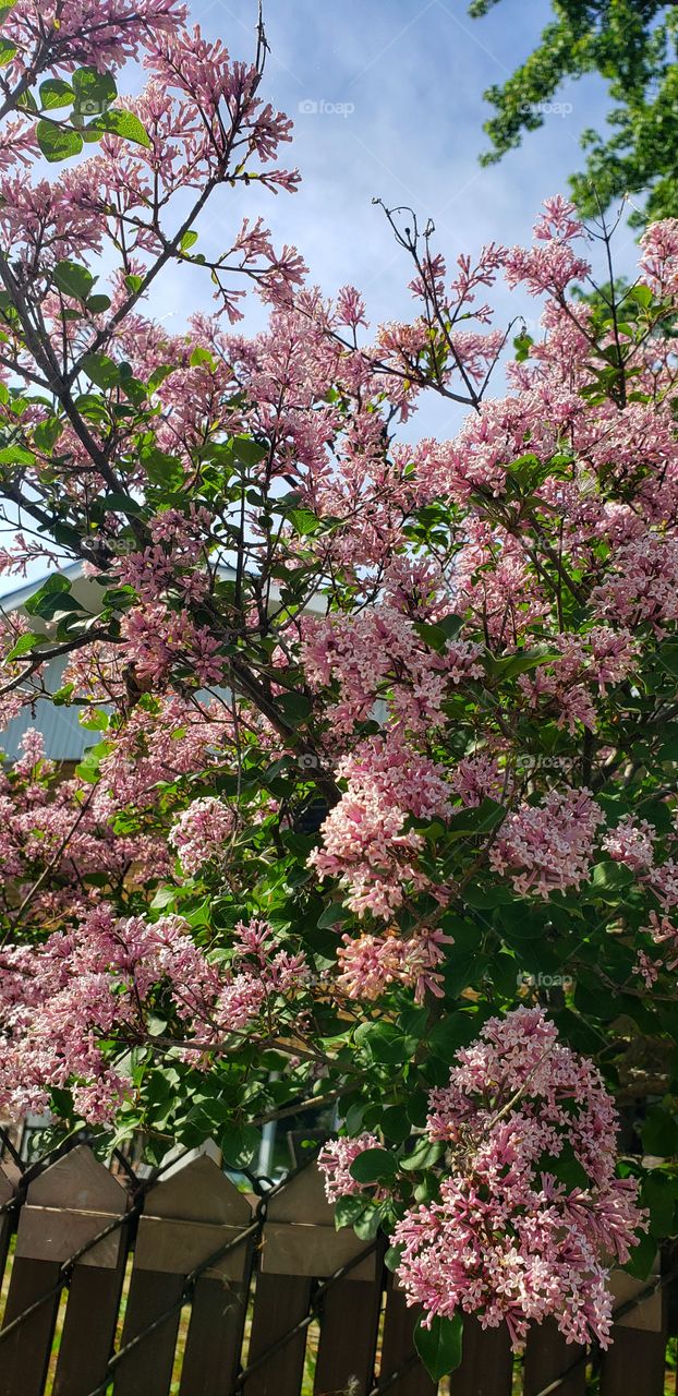 pink flowers in afternoon