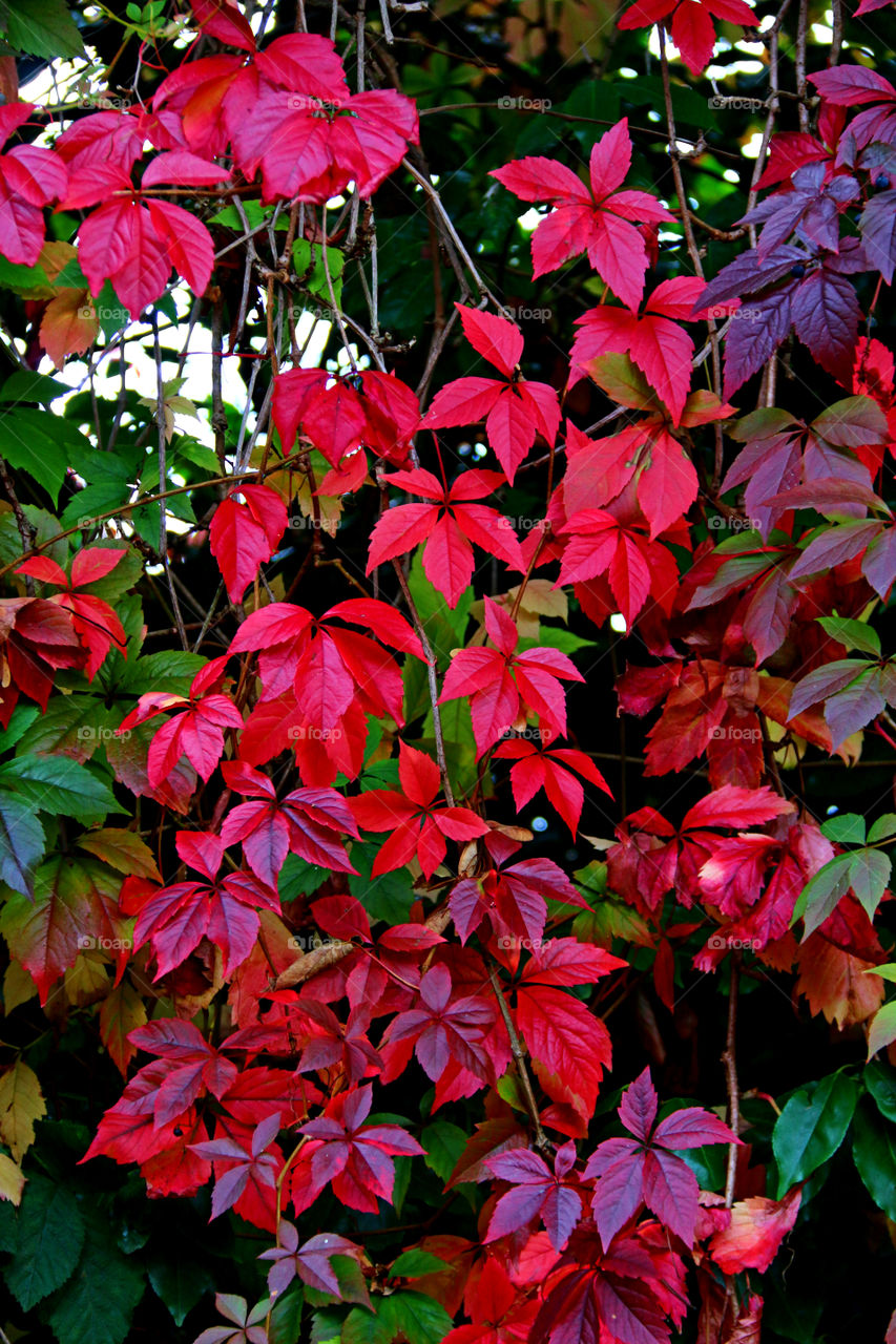 Pink and Red leaves