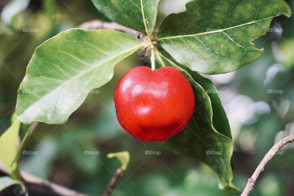 Acerola in the tree (Malpighia emarginata ) in my backyard. It originates in the Antilles, Central America and northern South America. Acerola is a fruit rich in vitamin C, iron, calcium, phosphorus, anthocyanins and carotenoids.
