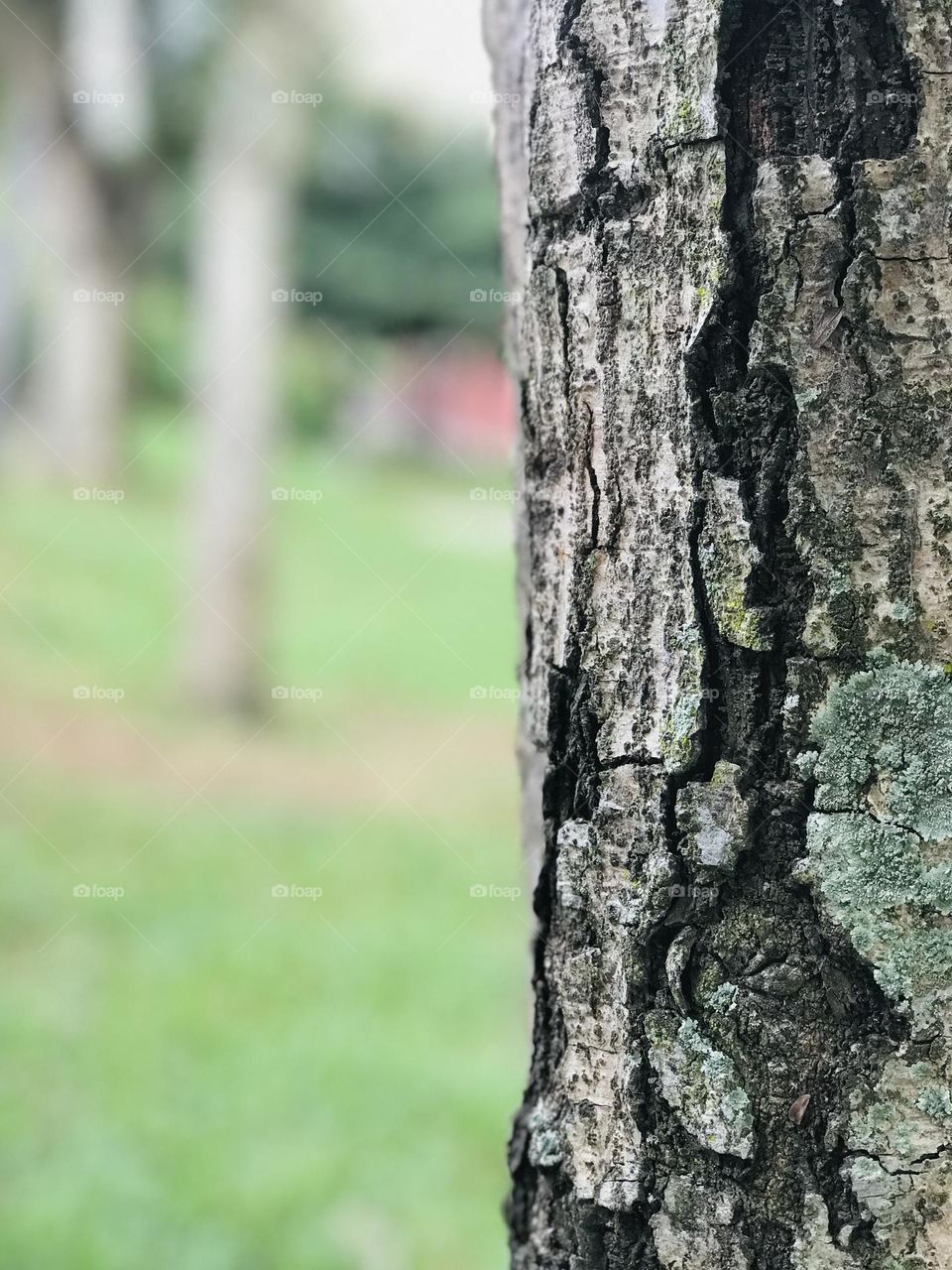 Beautiful portrait of tree 