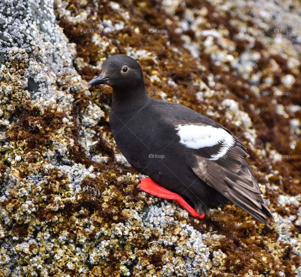 Bird, No Person, Wildlife, Nature, Outdoors