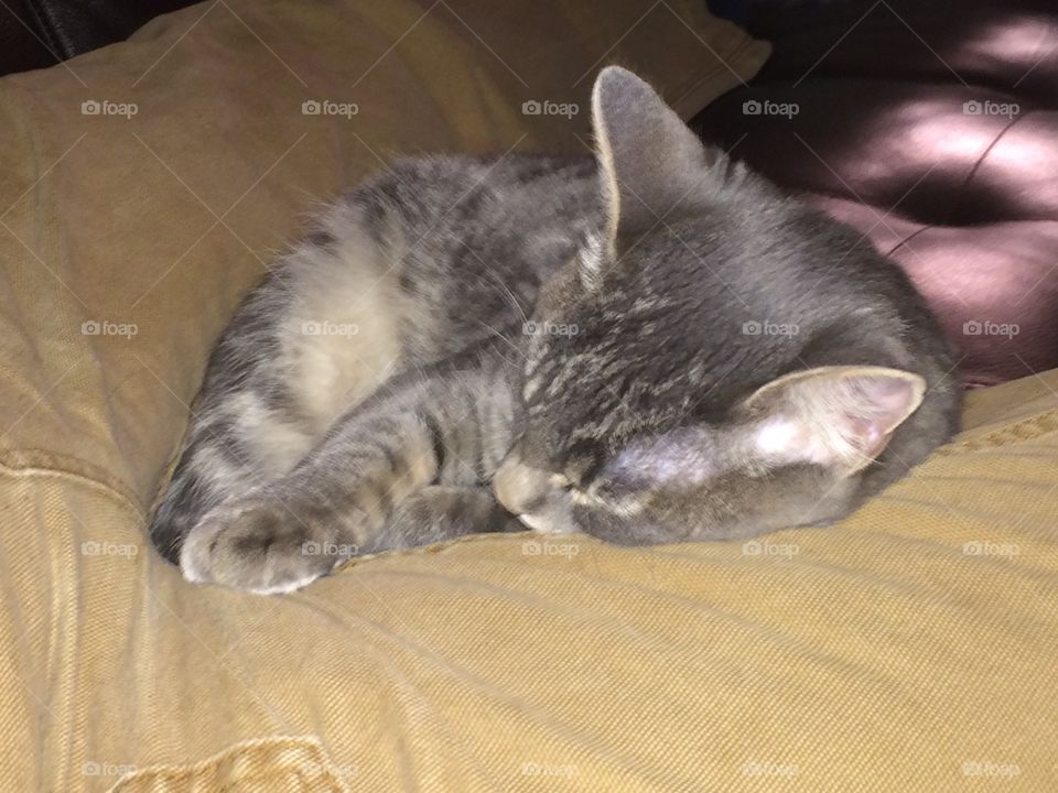 Let sleeping kittens lie