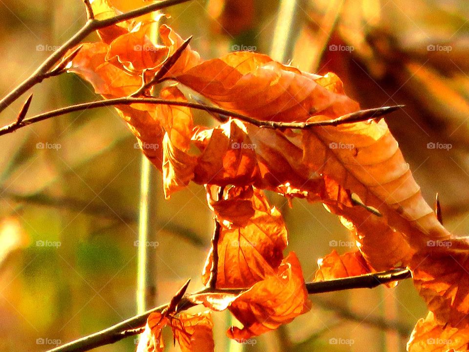 Extreme close-up of autumn dry leaves