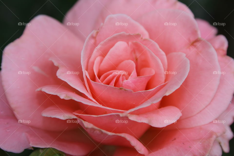 another pink rose 