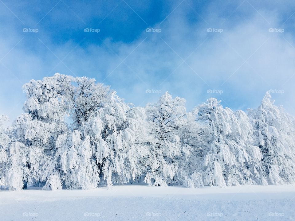 Trees covered in snow on a bright sunny day