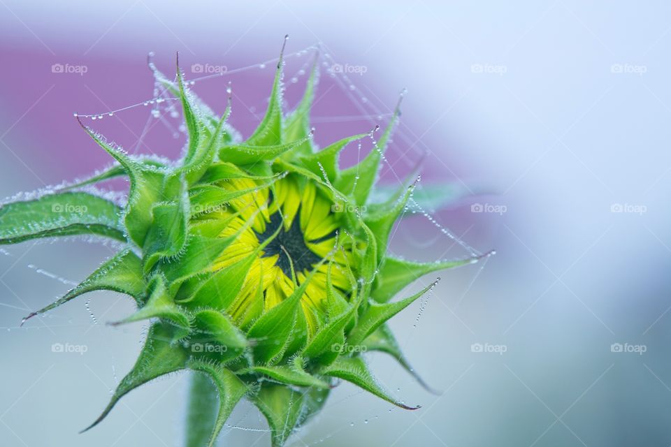Unripe sunflower in a web on a blue background.