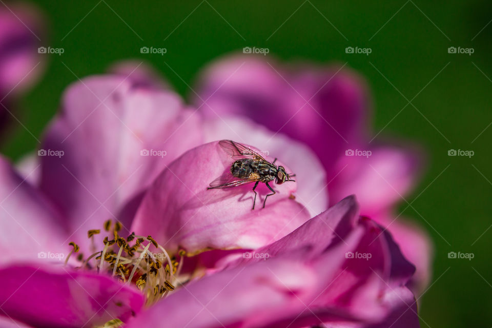 fly sitting on a pink rose