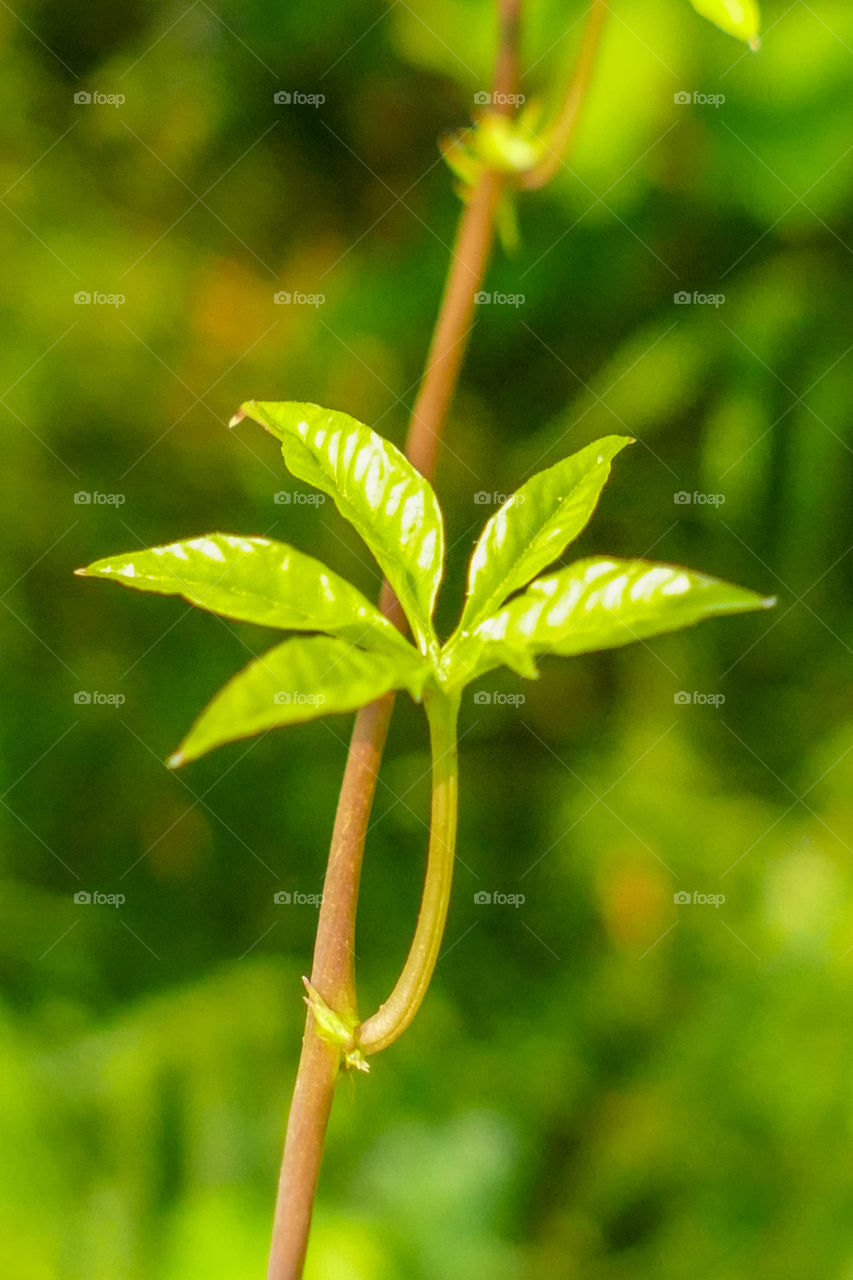 Beautiful leaf closeup photography