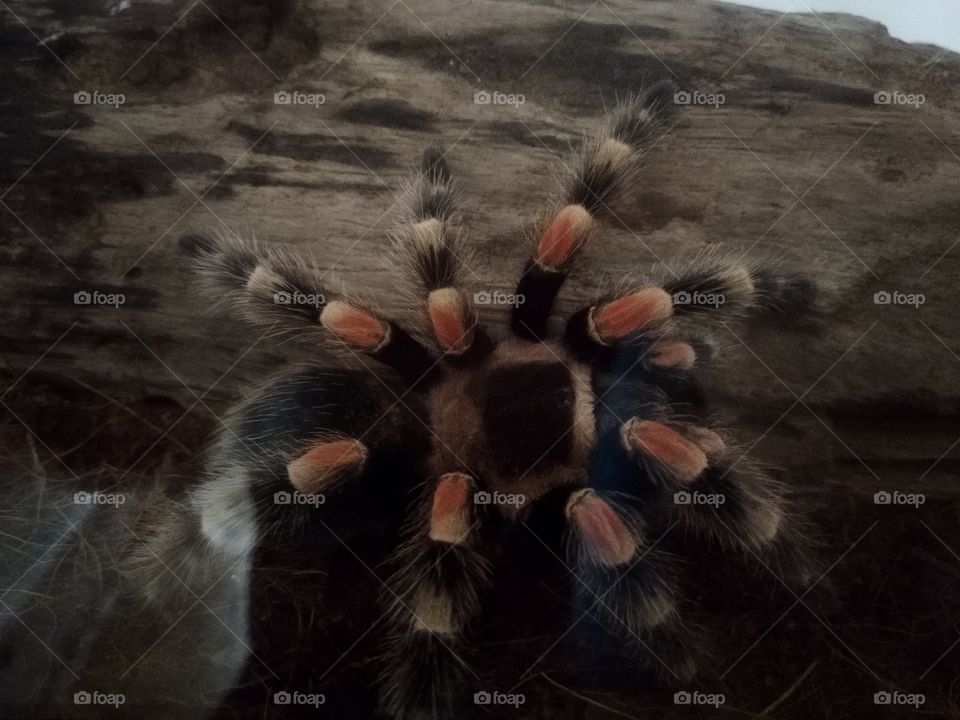 do you guys pet tarantula ?