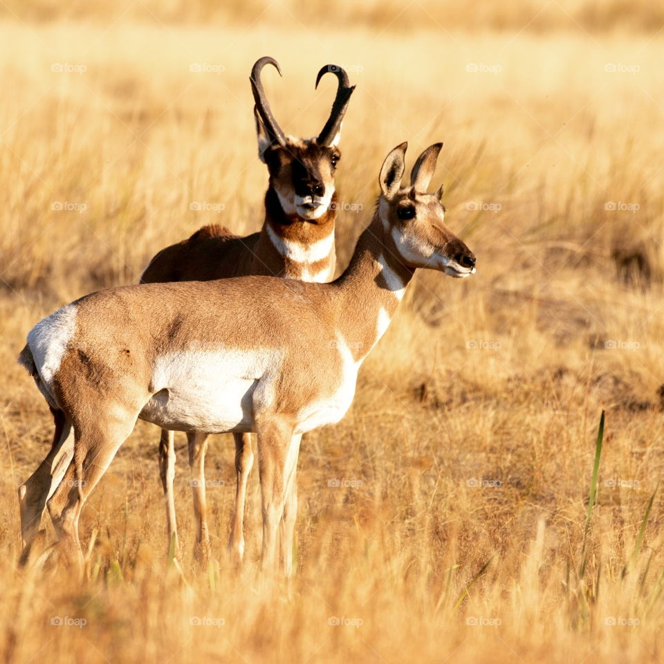 Pronghorn Couple