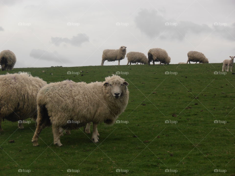 Sheep