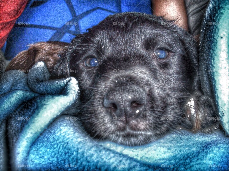 daisy the springer spaniel puppy . daisy the springer spaniel puppy 