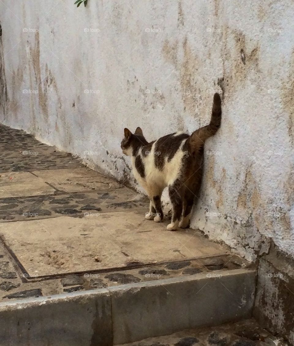 Street Cat 