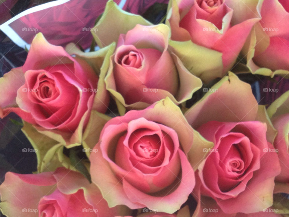 A bouquet of pink roses.