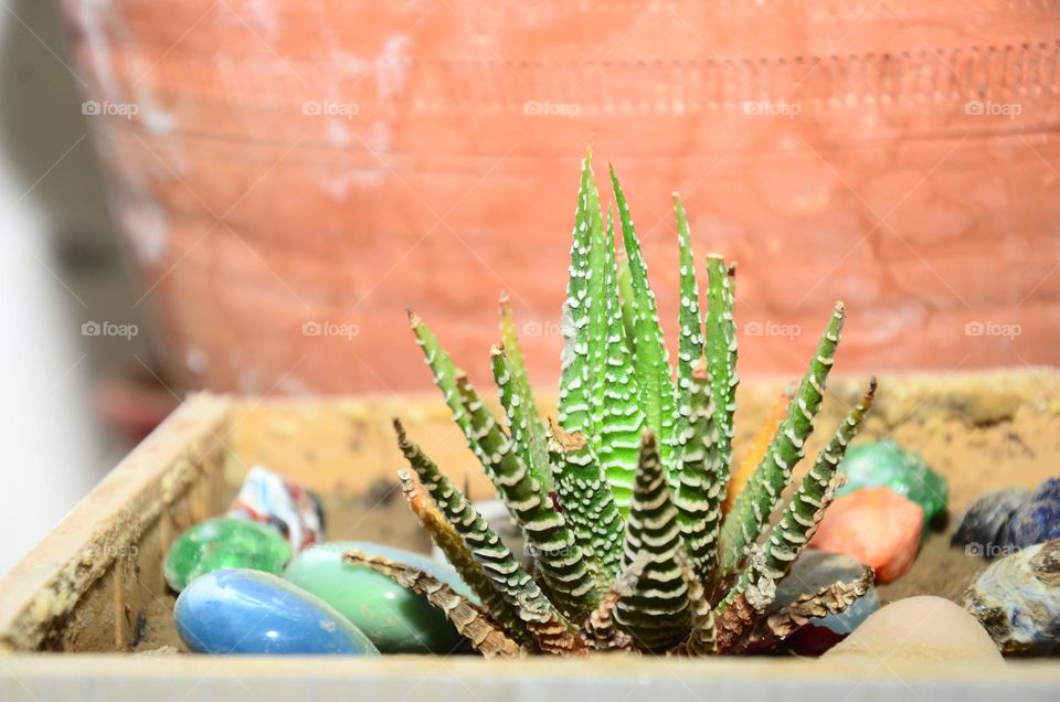 Haworthia