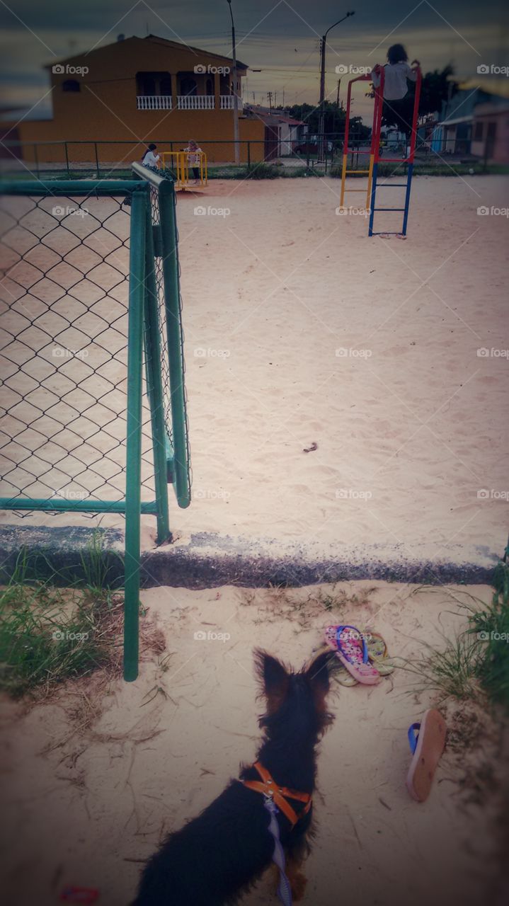 parque park dog cachorro pet