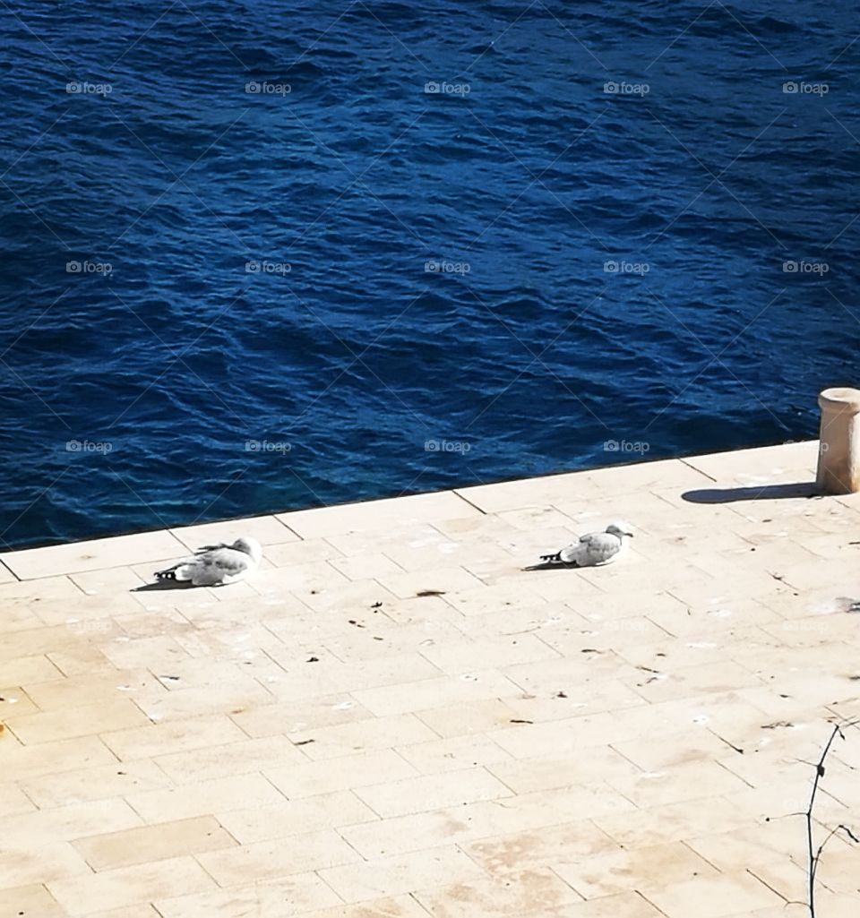 Seagulls resting.