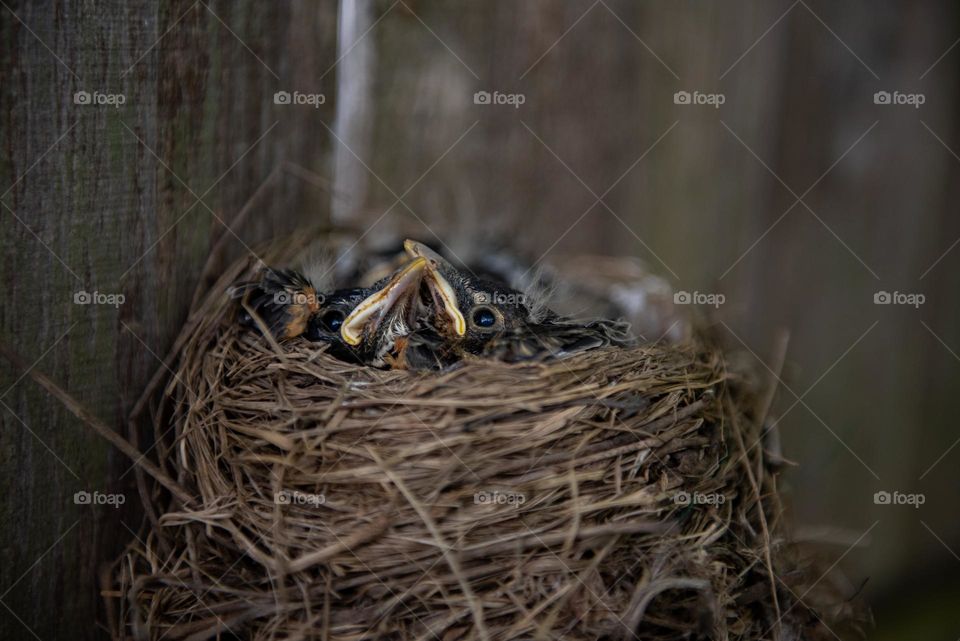 Two robin hatchlings in a bird nest